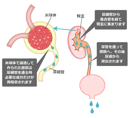 腎臓の役割